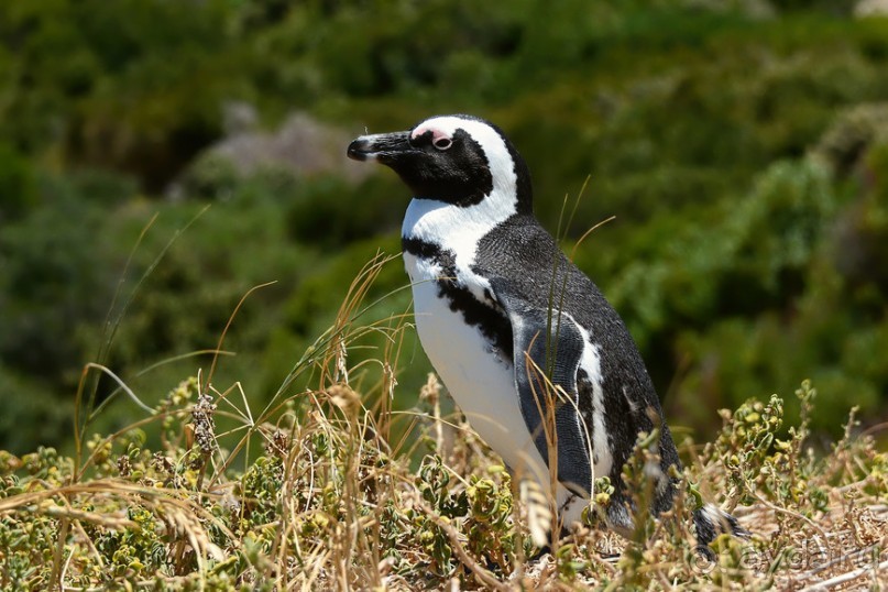 Птицы Южной Африки и Намибии. 1