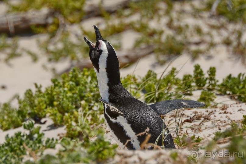 Птицы Южной Африки и Намибии. 1