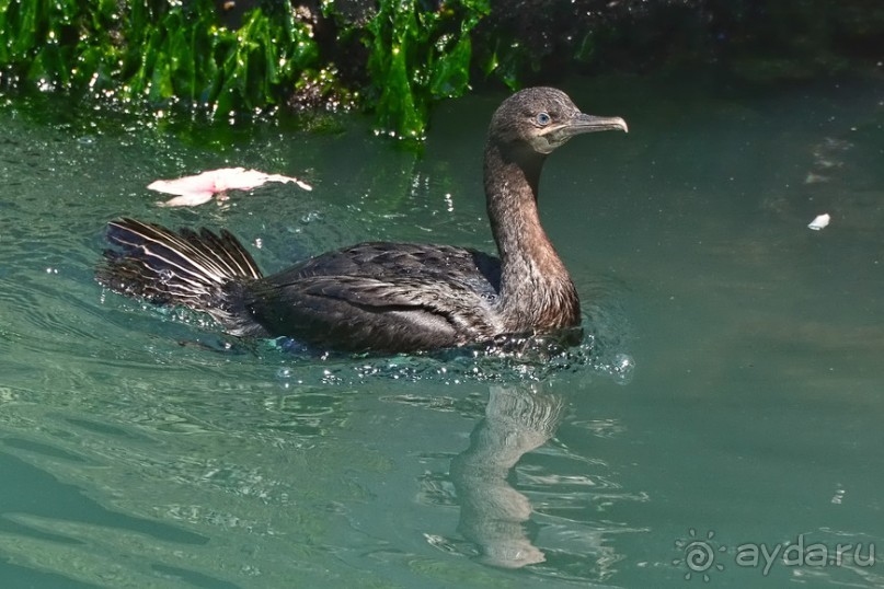 Птицы Южной Африки и Намибии. 1