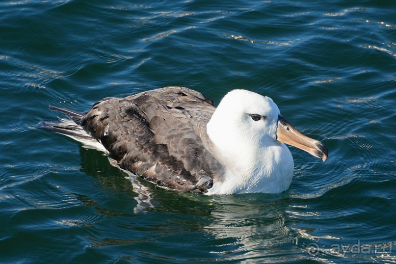 Птицы Южной Африки и Намибии. 1