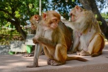 Из Мьянмы с любовью... Часть 4