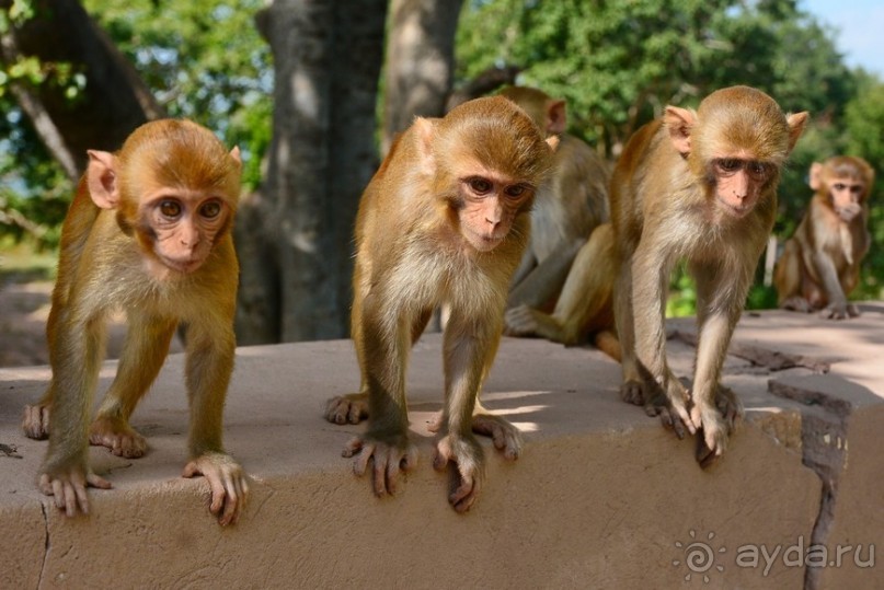 Из Мьянмы с любовью... Часть 4