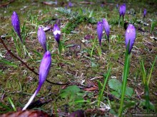 Черногорские хроники. Возвращение. Часть 1