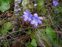 Черногорские хроники. Возвращение. Часть 1