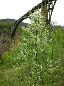 Черногорские хроники. Возвращение. Часть 1