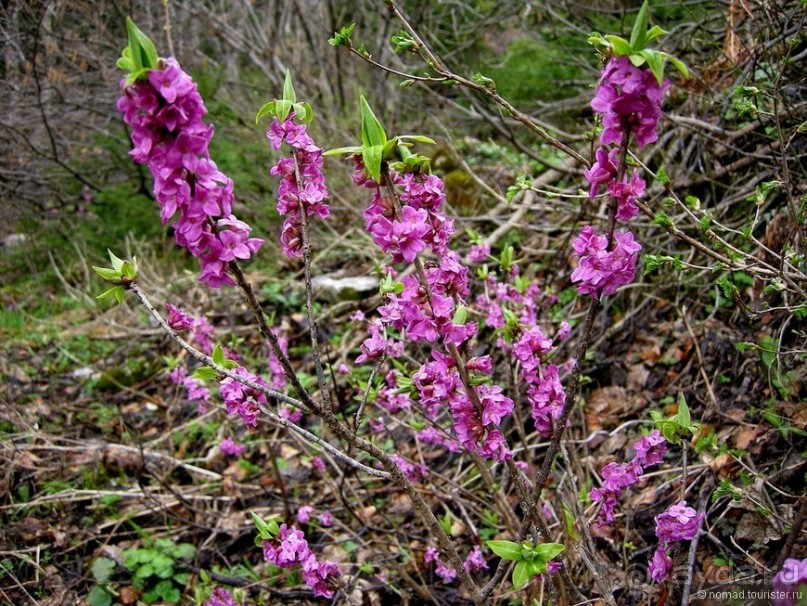 Черногорские хроники. Возвращение. Часть 1