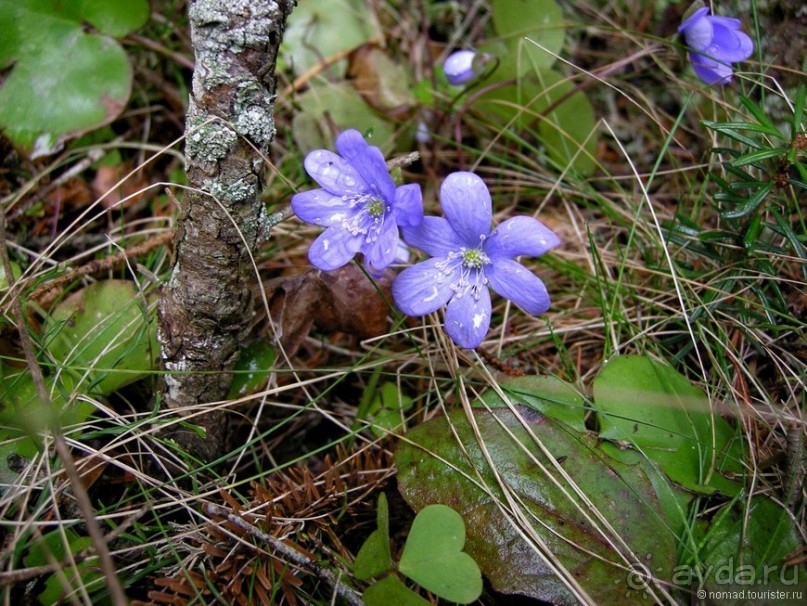 Черногорские хроники. Возвращение. Часть 1
