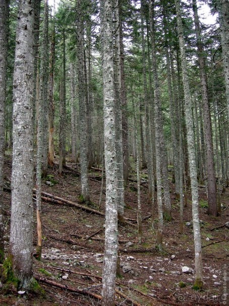 Черногорские хроники. Возвращение. Часть 1