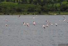 Акуна матата, или даешь сафари! Часть 3
