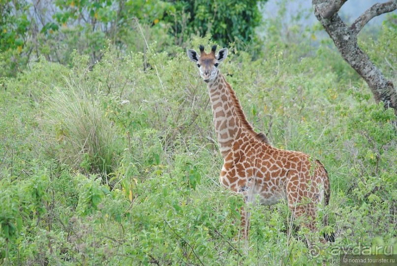 Акуна матата, или даешь сафари! Часть 3