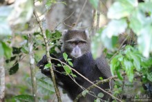 Акуна матата, или даешь сафари! Часть 3