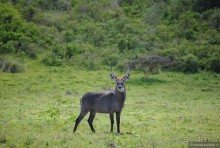 Акуна матата, или даешь сафари! Часть 3