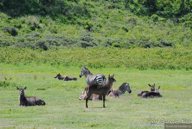Акуна матата, или даешь сафари! Часть 3