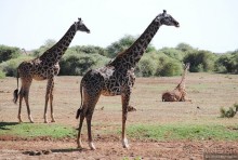 Акуна матата, или даешь сафари! Часть 3