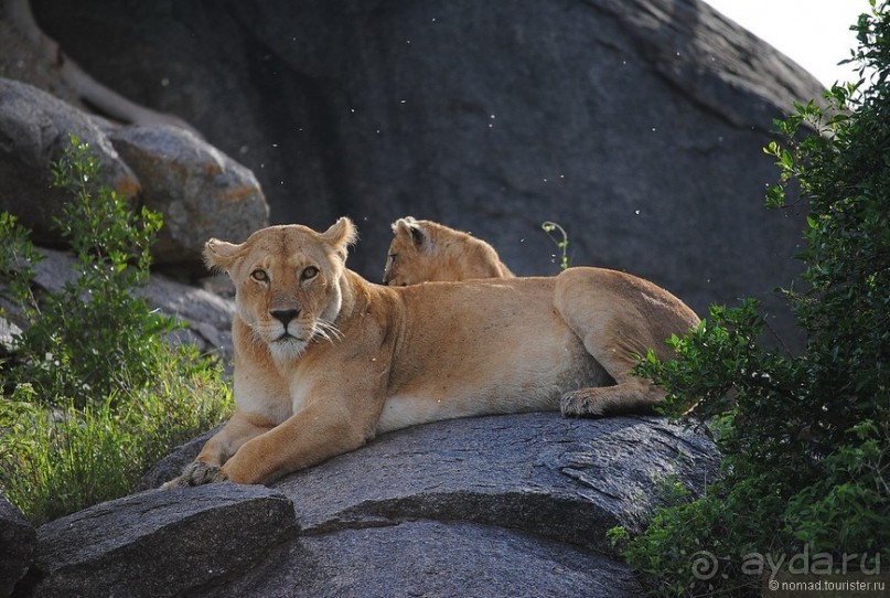 Акуна матата, или даешь сафари! Часть 3