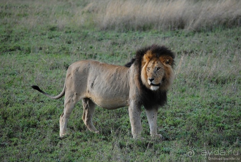 Акуна матата, или даешь сафари! Часть 3