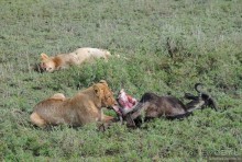 Акуна матата, или даешь сафари! Часть 3