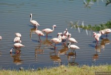 Акуна матата, или даешь сафари! Часть 3