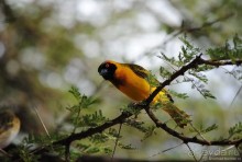 Акуна матата, или даешь сафари! Часть 3