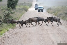 Акуна матата, или даешь сафари! Часть 3