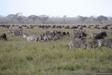 Акуна матата, или даешь сафари! Часть 3