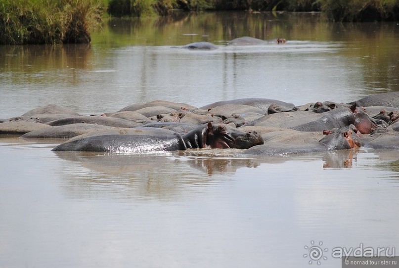 Акуна матата, или даешь сафари! Часть 3
