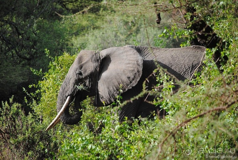 Акуна матата, или даешь сафари! Часть 3