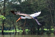 Найваша в мае