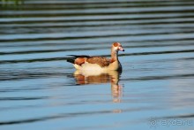 Найваша в мае