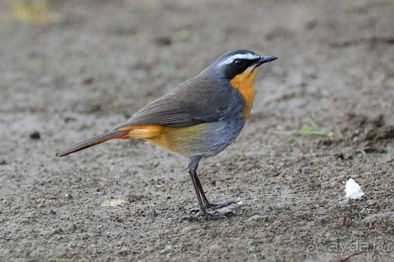 Найваша в мае