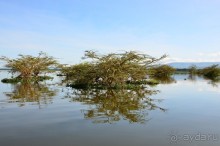 Найваша в мае