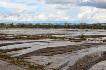 Найваша в мае