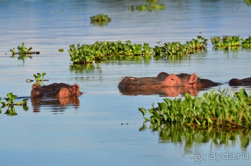 Найваша в мае