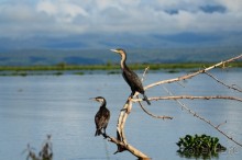 Найваша в мае