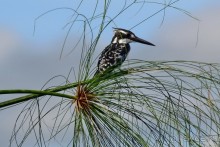 Найваша в мае