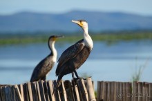 Найваша в мае