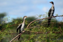 Найваша в мае