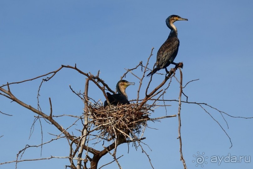 Найваша в мае
