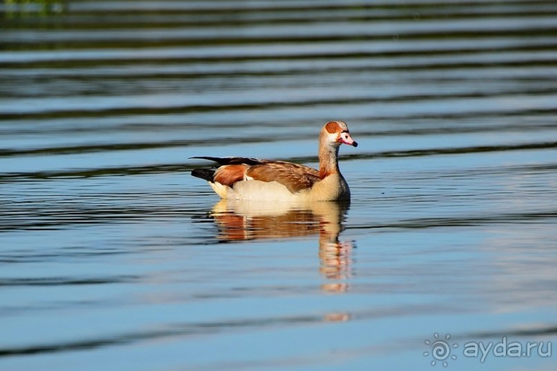 Альбом отзыва "Найваша в мае"