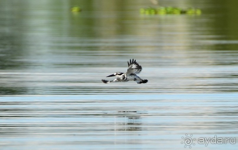 Найваша в мае