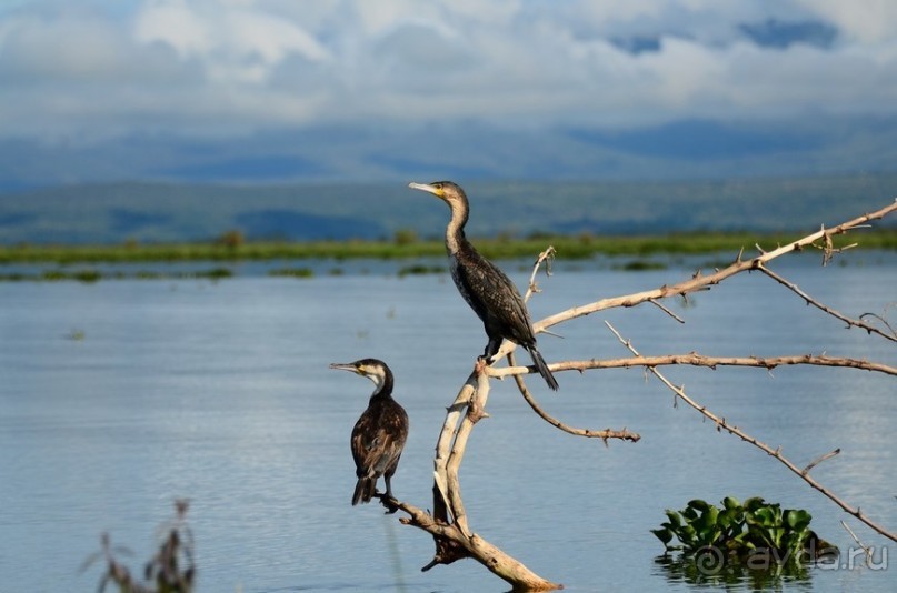 Найваша в мае