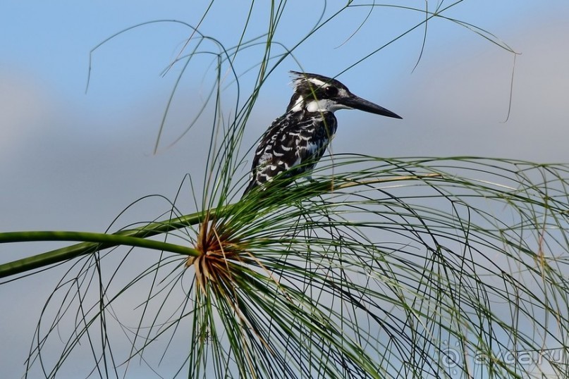 Найваша в мае
