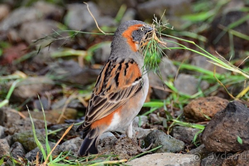 Альбом отзыва "Найваша в мае"