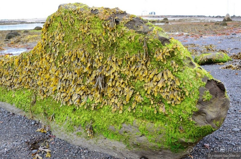 2226 километров по стране чудес. Исландия. Часть 8