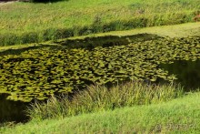 Петербуржские зарисовки. Павловск