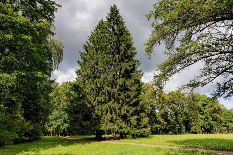Петербуржские зарисовки. Павловск