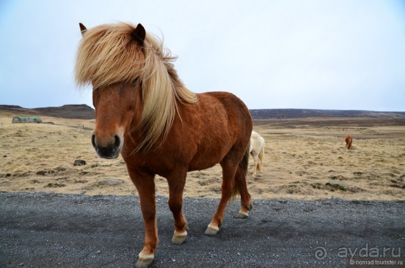 2226 километров по стране чудес. Исландия. Часть 2