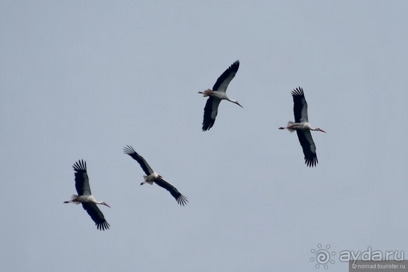 Прогулки из Стамбула. Принцевы острова - 1