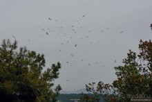 Прогулки из Стамбула. Принцевы острова - 1