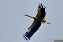 Прогулки из Стамбула. Принцевы острова - 1